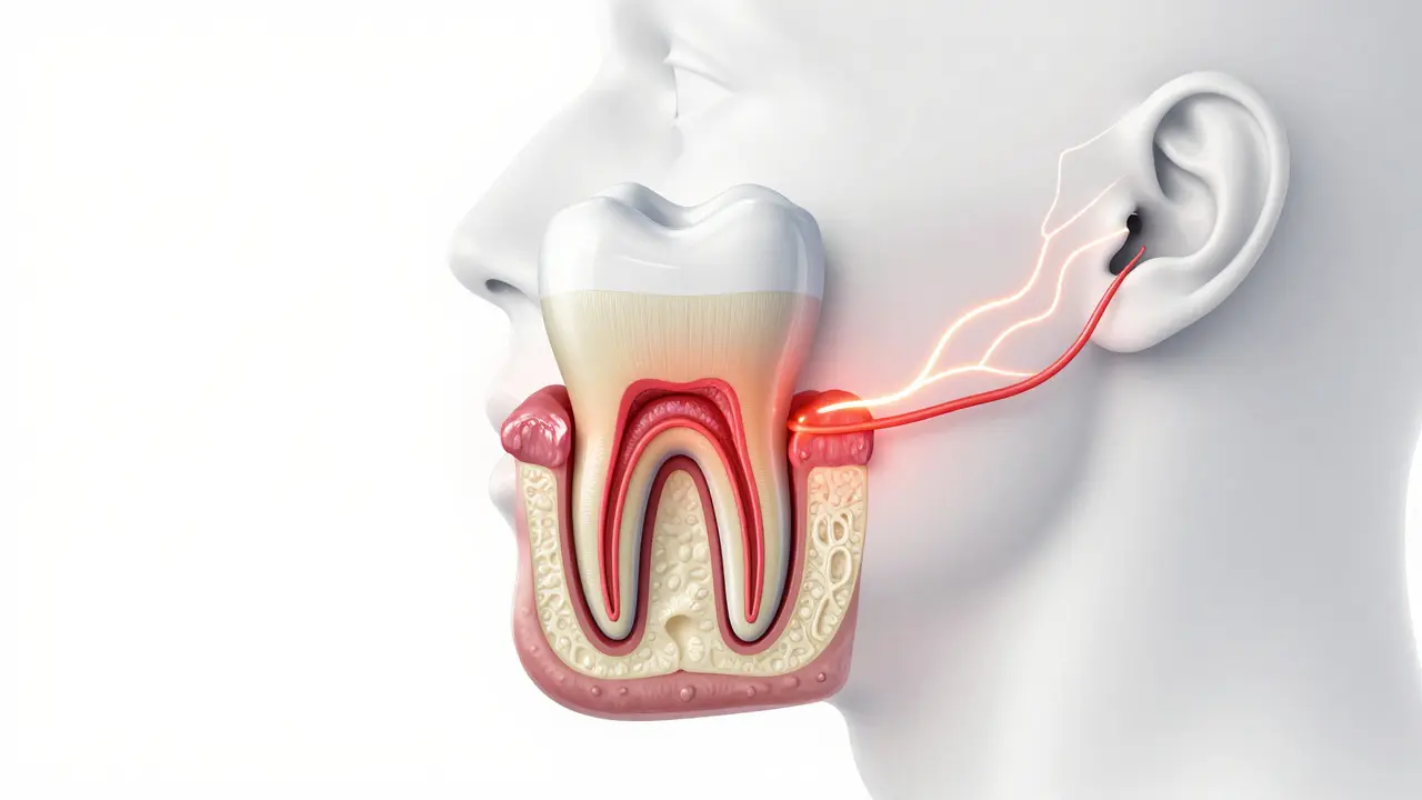 Anatomický průřez zubem ukazující zánět nervu